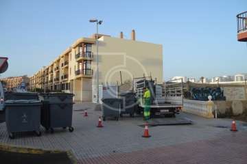 Parques y Jardines elimina en Salinetas el árbol que ensuciaba los recipientes de basura (Foto TA)